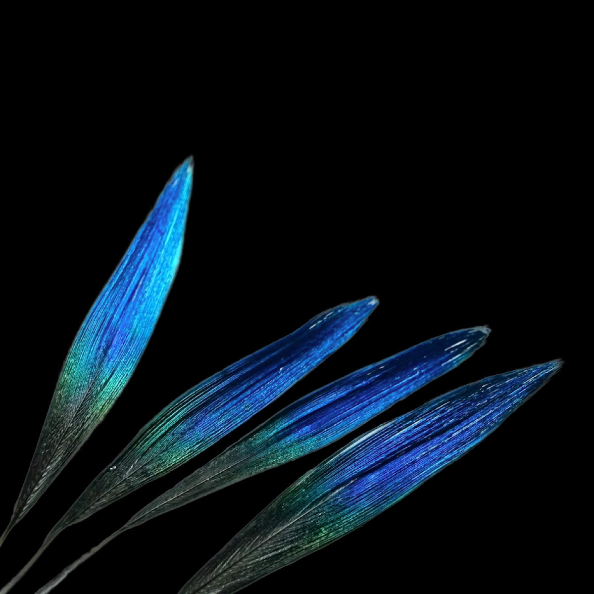 about-diancui-three-feathers.jpg