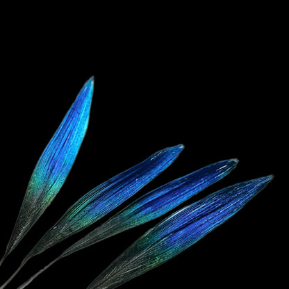 about-diancui-three-feathers.jpg