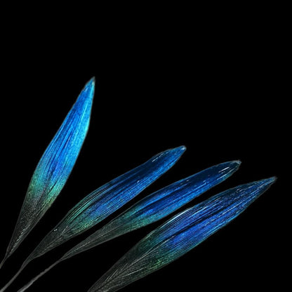 Peacock Feather Cufflink & Tie Clip Set